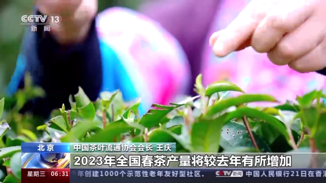今年春茶全(quan)面開采 開采期較(jiào)去年提前