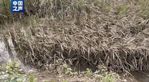 五(wǔ)常大米受災，影響(xiang)如何？幾組數據講(jiang)清→