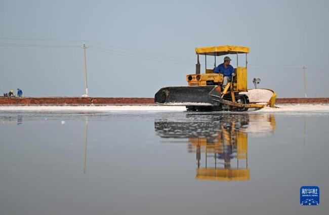 天津:千(qian)年鹽場(chang)迎豐收(shou)