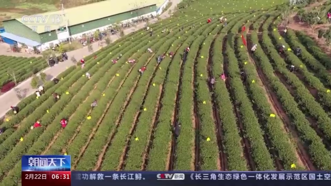 今年春茶(cha)全面開采 開采期(qi)較去年提前