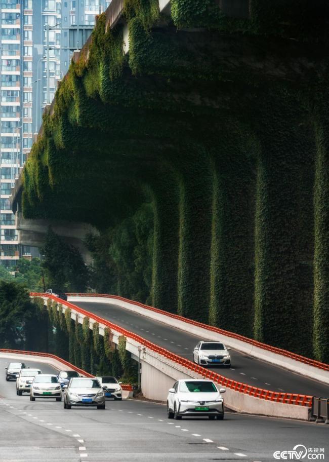 2025年12月7日，成(chéng)都，高架橋(qiao)下爬滿碧(bì)綠的爬山(shān)虎。視覺中(zhōng)國